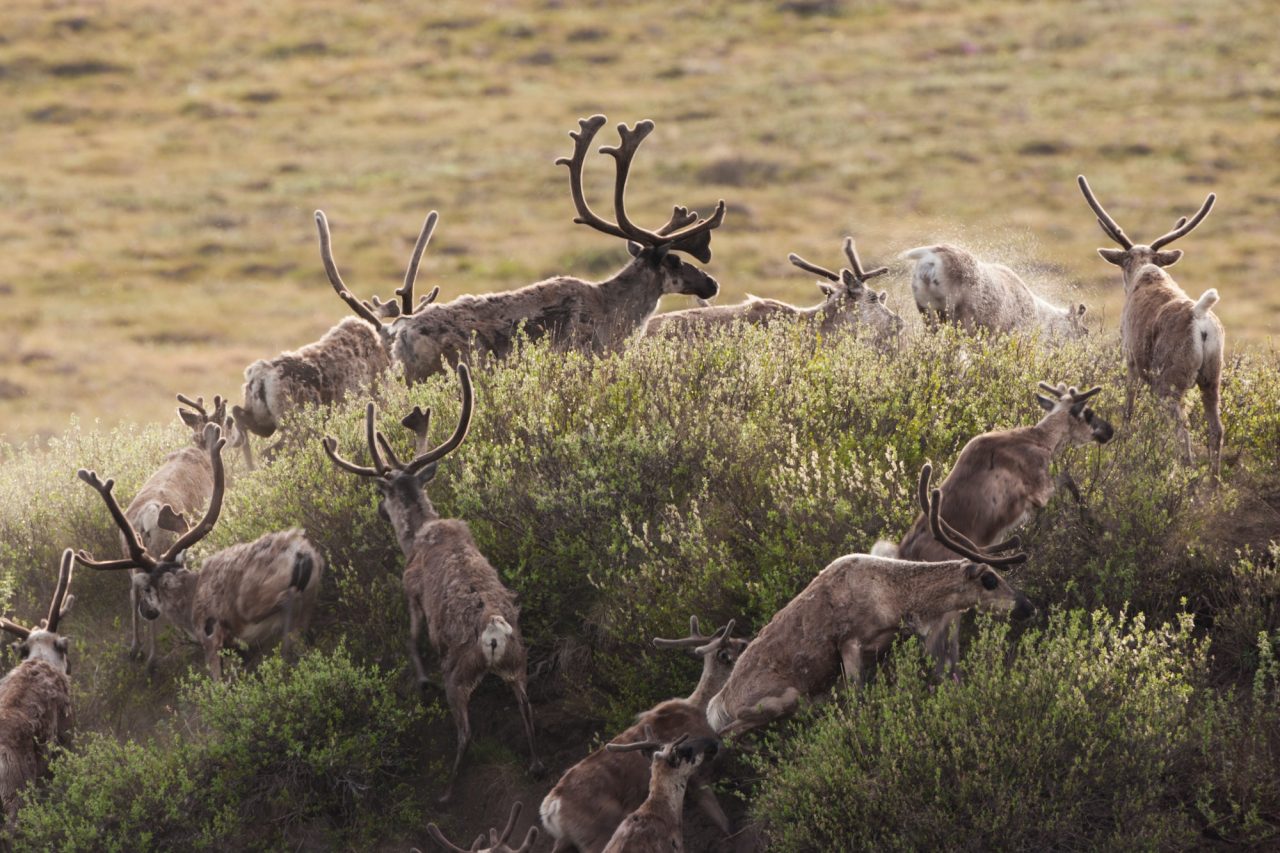 caribou-migrate-through-the-arctic-national-wildlife-refuge-alaska-usa.jpg
