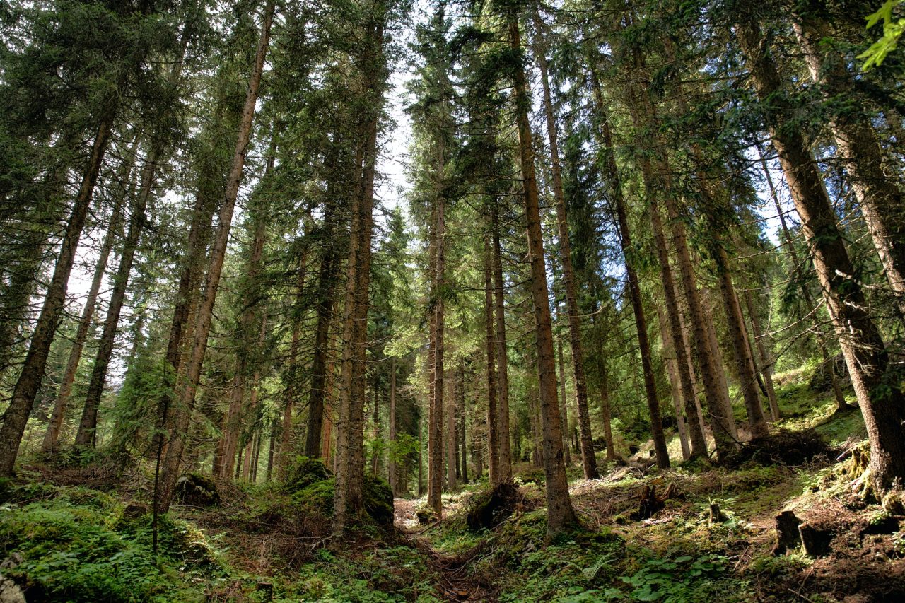 forest.jpg