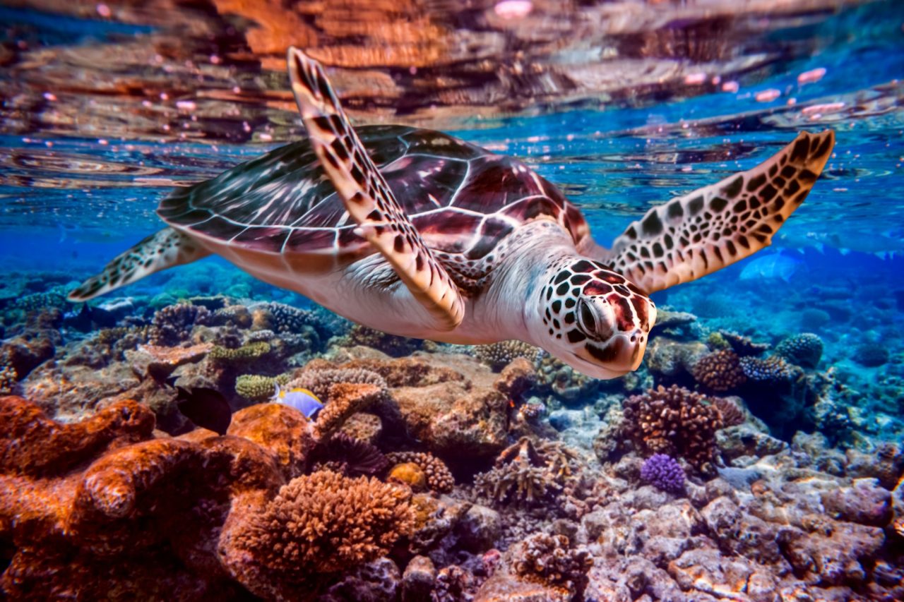 sea-turtle-swims-under-water-on-the-background-of-coral-reefs.jpg