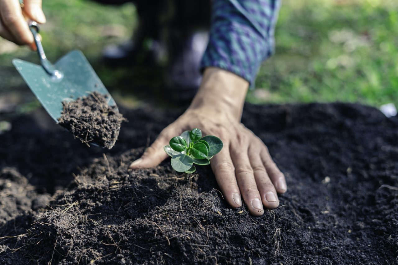 world-environment-day-reforesting-nature-and-ecology-concept-the-hands-of-the-young-man-were-plant.jpg